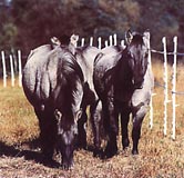 Les poneys Polonais