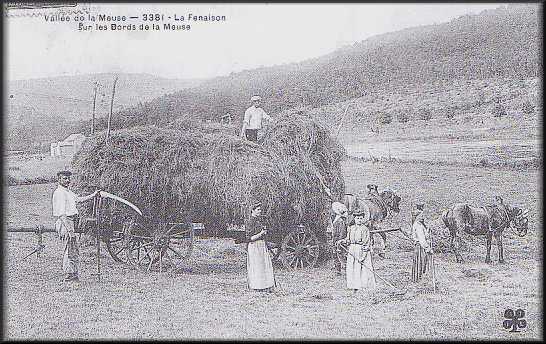 Fenaison au bord de la Meuse